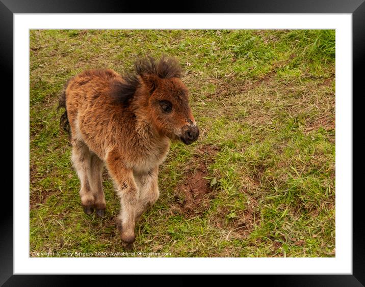 Miniature Pony,  Framed Mounted Print by Holly Burgess