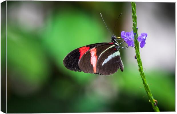 Postman butterfly  Canvas Print by chris smith