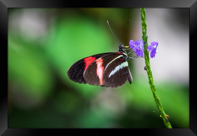 Postman butterfly  Framed Print by chris smith