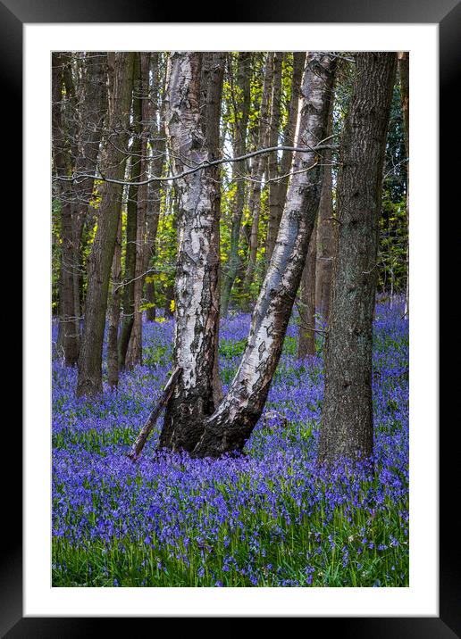 Bluebell (Hyacinthoides non-scripta)  Framed Mounted Print by chris smith
