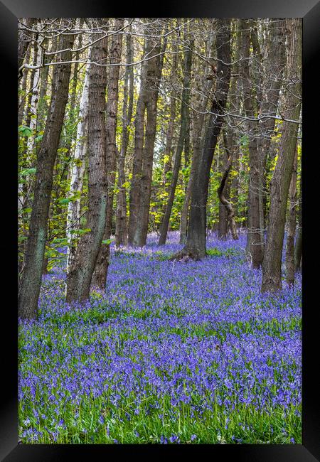 Bluebell (Hyacinthoides non-scripta)  Framed Print by chris smith