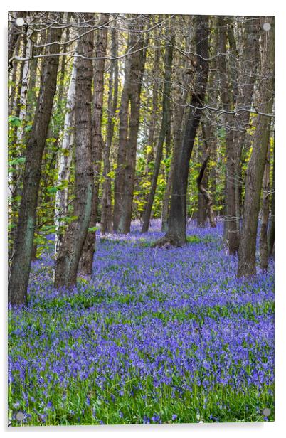 Bluebell (Hyacinthoides non-scripta)  Acrylic by chris smith