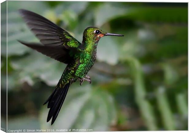 Enchanting Green Crowned Hummingbird Canvas Print by Simon Marlow