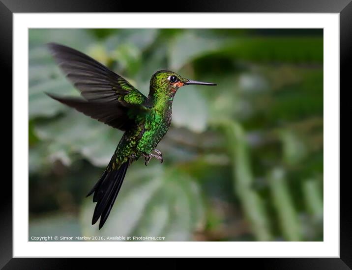 Enchanting Green Crowned Hummingbird Framed Mounted Print by Simon Marlow
