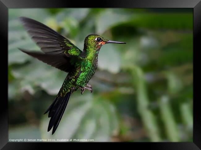 Enchanting Green Crowned Hummingbird Framed Print by Simon Marlow