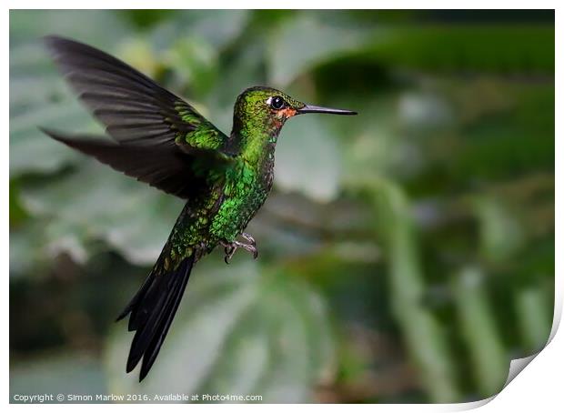 Enchanting Green Crowned Hummingbird Print by Simon Marlow