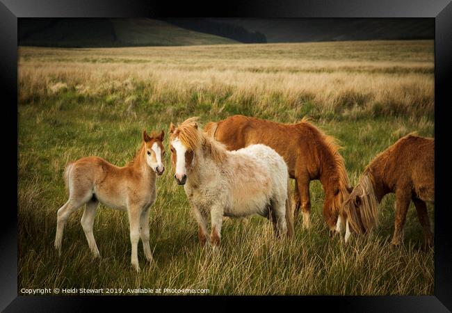 A Family of Ponies Framed Print by Heidi Stewart
