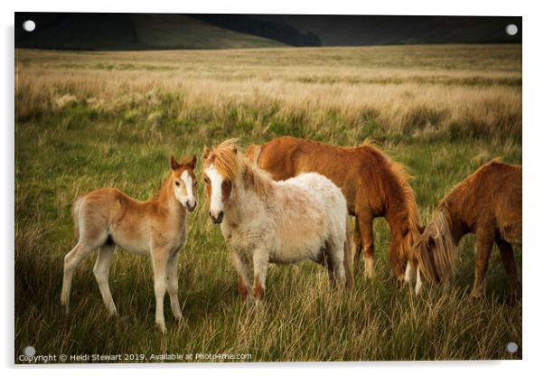 A Family of Ponies Acrylic by Heidi Stewart
