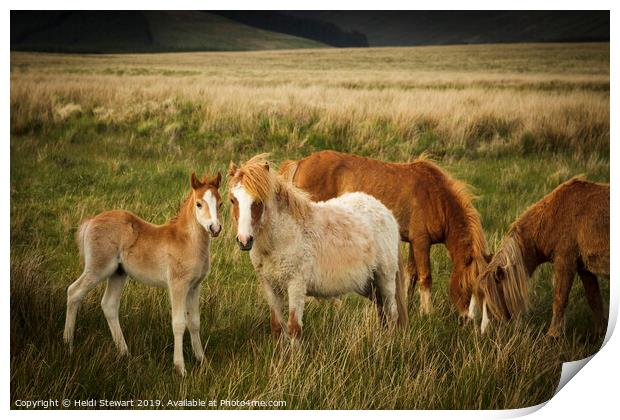 A Family of Ponies Print by Heidi Stewart