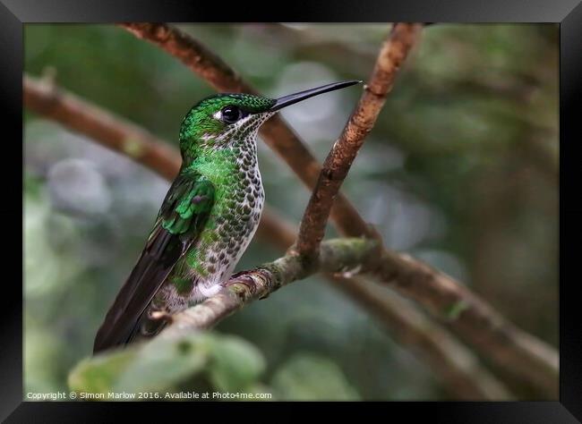 Hummingbird Framed Print by Simon Marlow