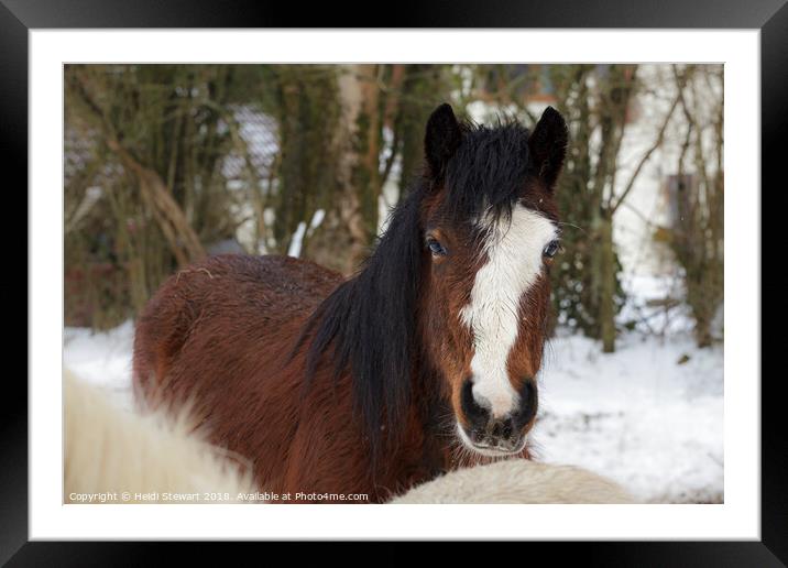 Horse in Snow Framed Mounted Print by Heidi Stewart