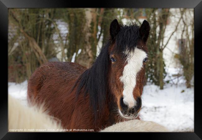 Horse in Snow Framed Print by Heidi Stewart