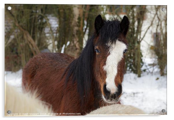 Horse in Snow Acrylic by Heidi Stewart