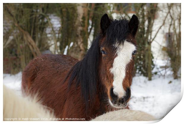Horse in Snow Print by Heidi Stewart