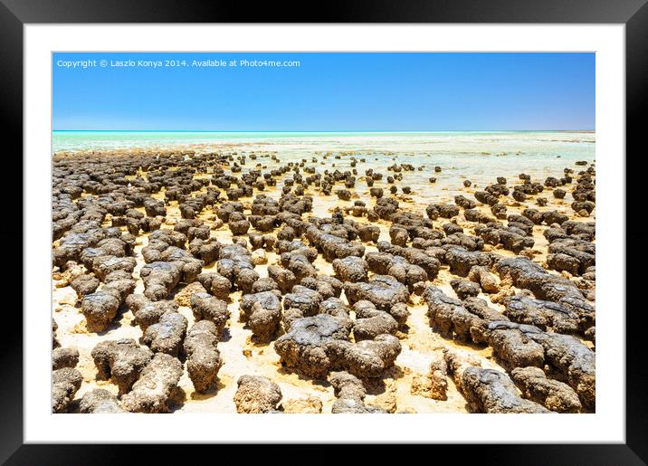 Stromatolites at Hamelin Pool - Denham Framed Mounted Print by Laszlo Konya