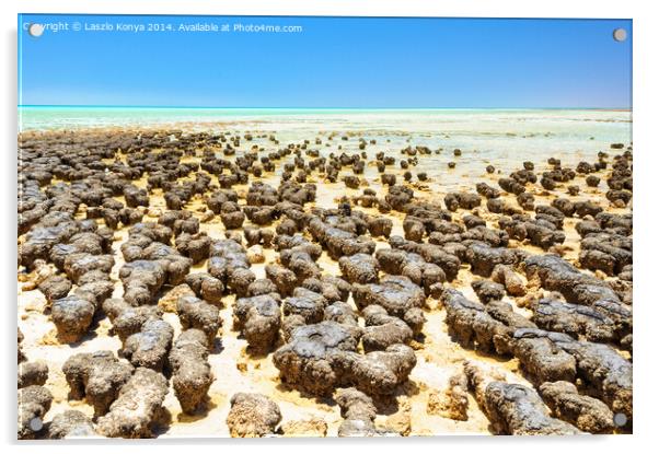 Stromatolites at Hamelin Pool - Denham Acrylic by Laszlo Konya
