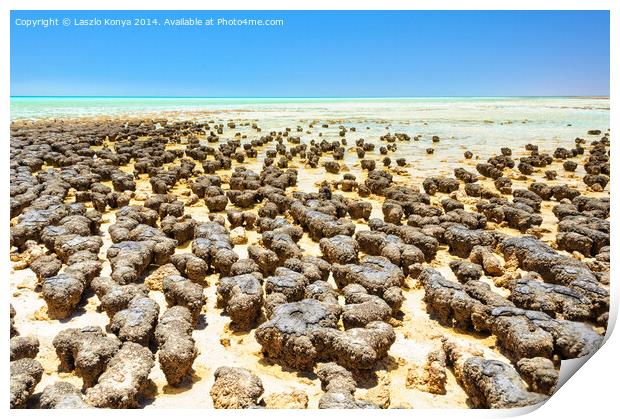 Stromatolites at Hamelin Pool - Denham Print by Laszlo Konya