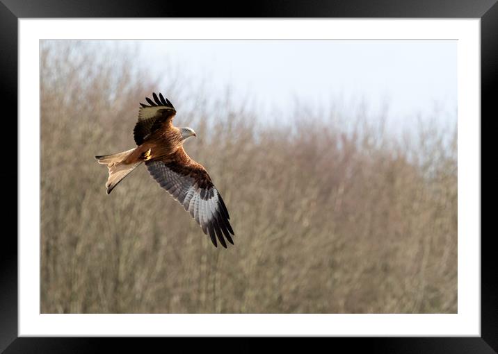 Red Kite Framed Mounted Print by Tommy Dickson