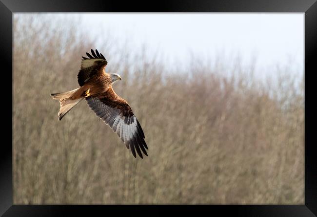 Red Kite Framed Print by Tommy Dickson