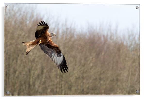 Red Kite Acrylic by Tommy Dickson