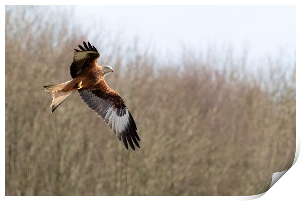 Red Kite Print by Tommy Dickson