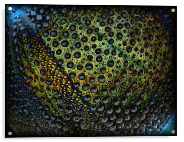 urchin dreams Acrylic by Heather Newton