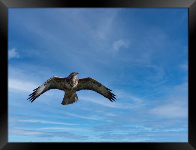 Common Buzzard Framed Print by Tommy Dickson