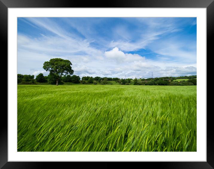 Barley field Framed Mounted Print by Tommy Dickson