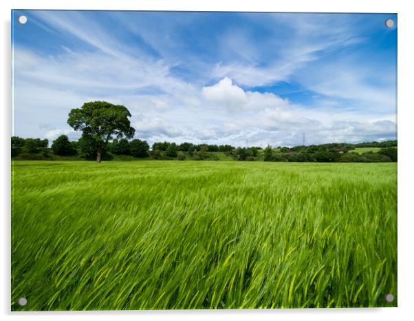 Barley field Acrylic by Tommy Dickson