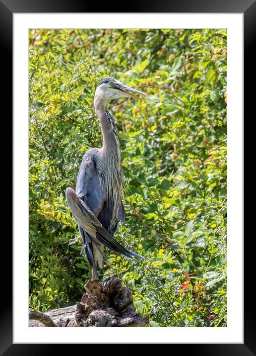Large Great Blue Heron with a Full Craw, No. 1 Framed Mounted Print by Belinda Greb
