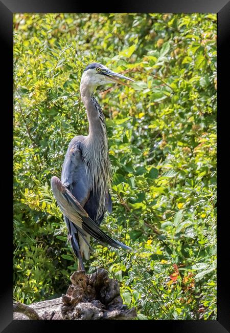 Large Great Blue Heron with a Full Craw, No. 1 Framed Print by Belinda Greb