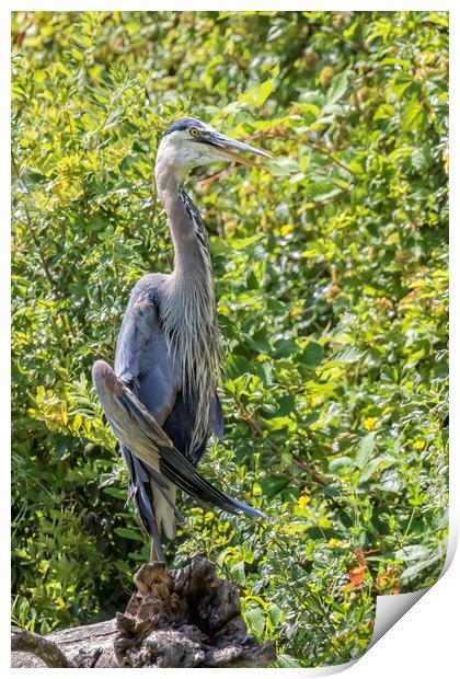 Large Great Blue Heron with a Full Craw, No. 1 Print by Belinda Greb