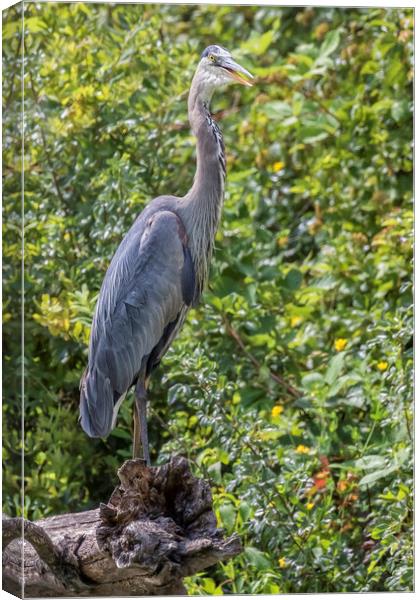 Large Great Blue Heron with a Full Craw, No. 2 Canvas Print by Belinda Greb