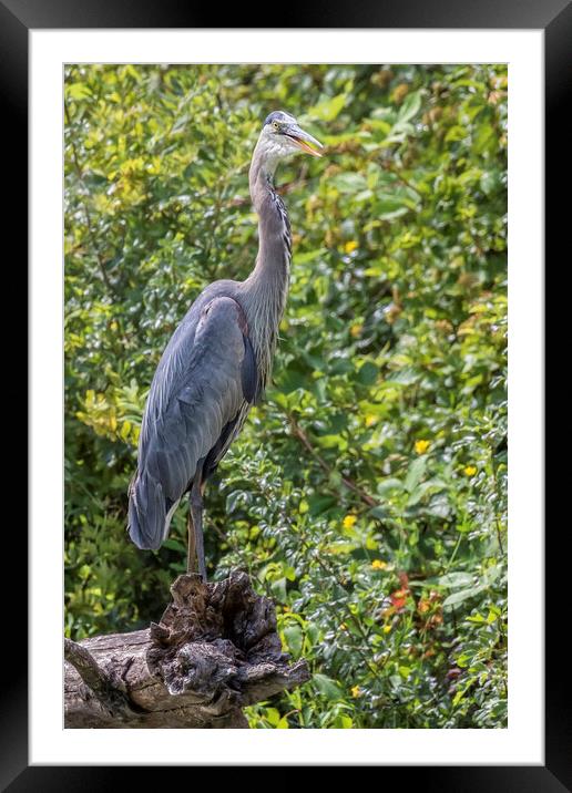 Large Great Blue Heron with a Full Craw, No. 2 Framed Mounted Print by Belinda Greb