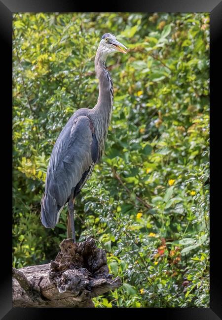 Large Great Blue Heron with a Full Craw, No. 2 Framed Print by Belinda Greb