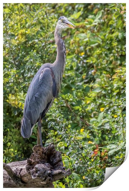 Large Great Blue Heron with a Full Craw, No. 2 Print by Belinda Greb
