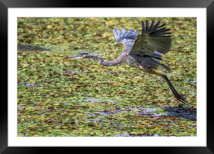 Great Blue Heron Taking Flight Over a Lily Pond Framed Mounted Print by Belinda Greb