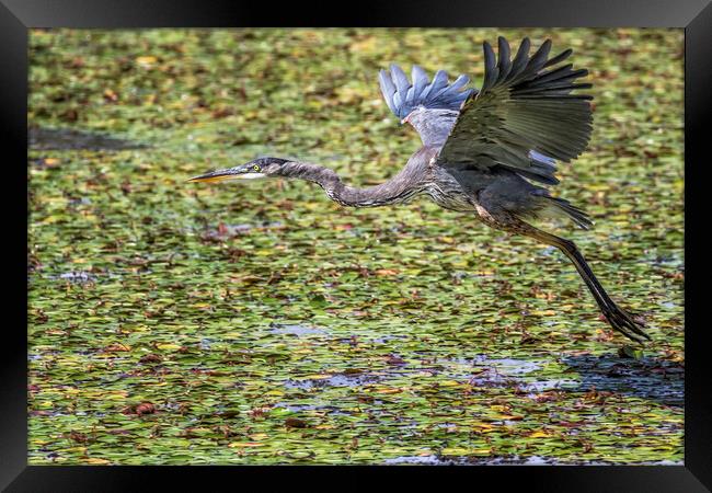 Great Blue Heron Taking Flight Over a Lily Pond Framed Print by Belinda Greb