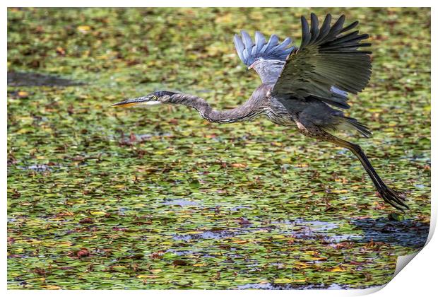 Great Blue Heron Taking Flight Over a Lily Pond Print by Belinda Greb