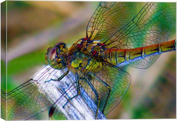 Dragonfly Close-up Canvas Print by val butcher
