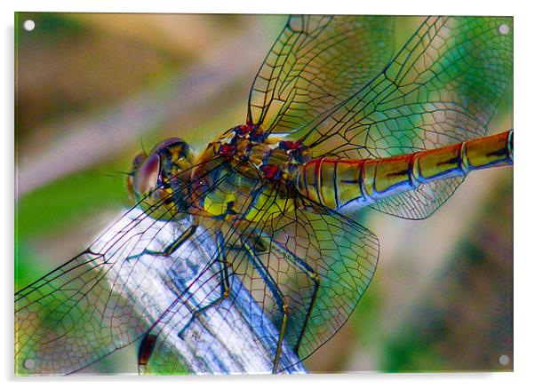 Dragonfly Close-up Acrylic by val butcher
