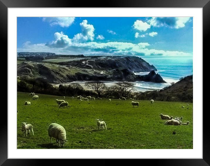 Sheep Above Three Cliffs Bay - Gower Framed Mounted Print by Paddy Art
