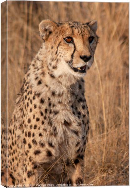 Cheetah in Namibia Canvas Print by Milton Cogheil