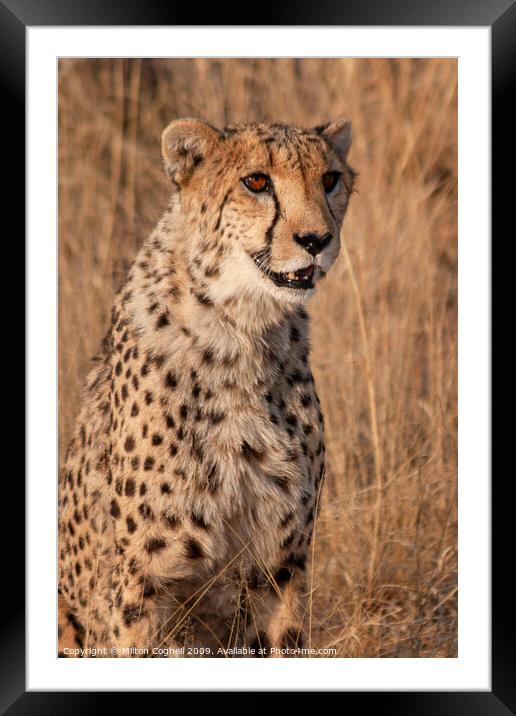 Cheetah in Namibia Framed Mounted Print by Milton Cogheil