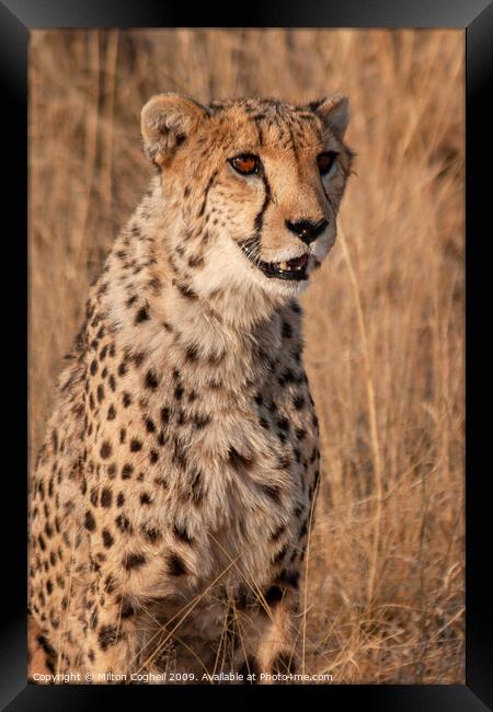 Cheetah in Namibia Framed Print by Milton Cogheil