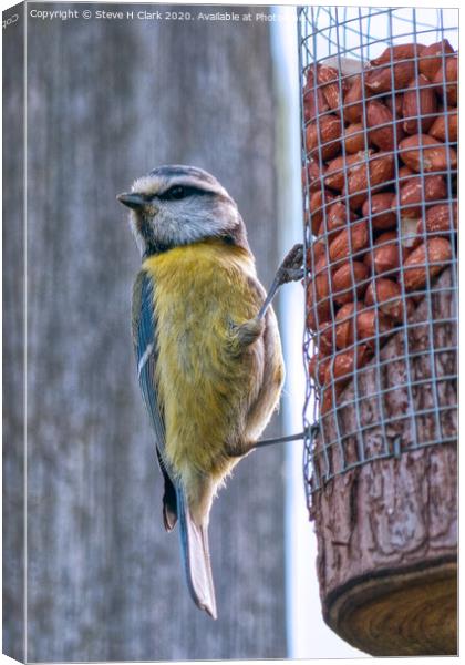 Blue Tit on a Peanut Feeder Canvas Print by Steve H Clark