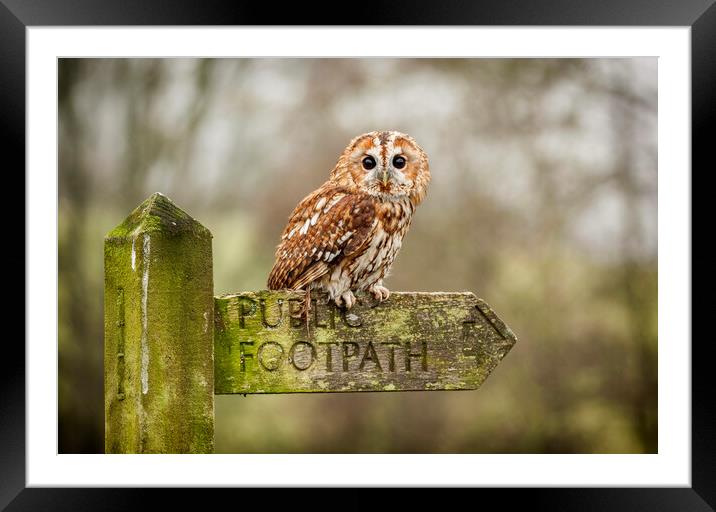 Tawny Owl on sign post Framed Mounted Print by Jonathan Thirkell