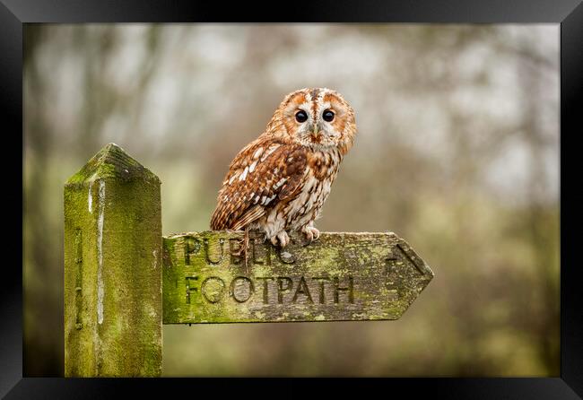 Tawny Owl on sign post Framed Print by Jonathan Thirkell