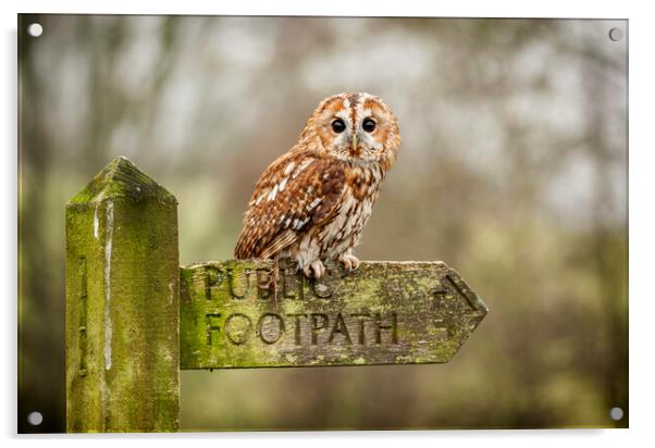 Tawny Owl on sign post Acrylic by Jonathan Thirkell