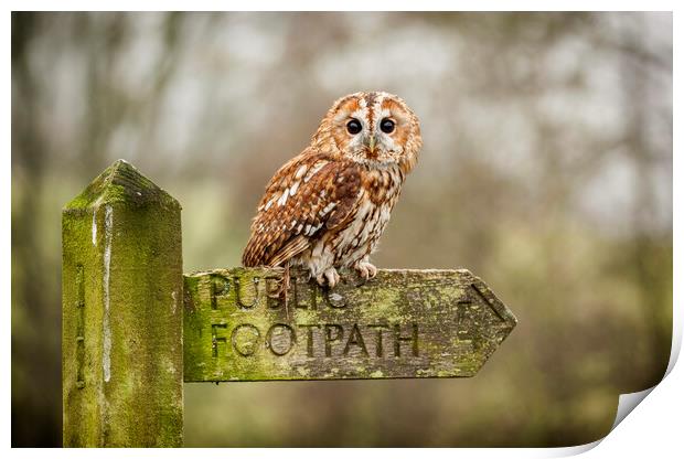 Tawny Owl on sign post Print by Jonathan Thirkell